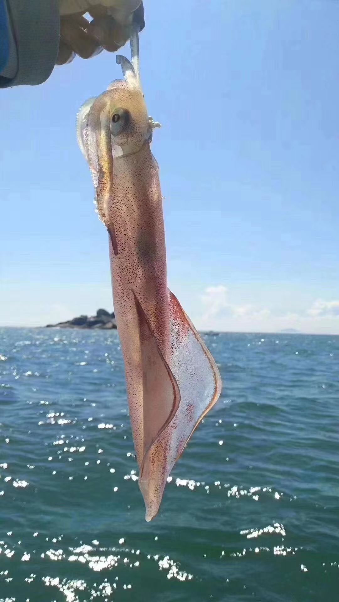 软体海鲜,手钓大鱿鱼,称重,包邮