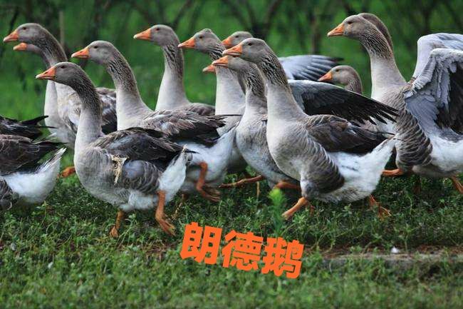 朗德鹅苗