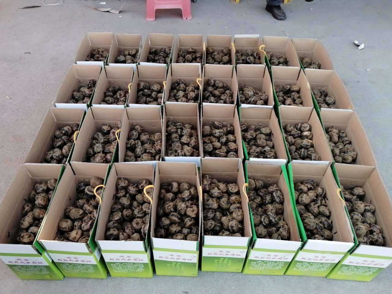 乐昌马蹄 中号