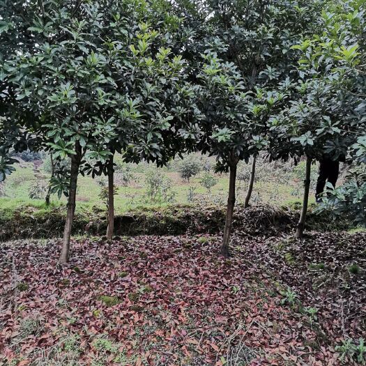 靖州县 绿化苗（杨梅树）