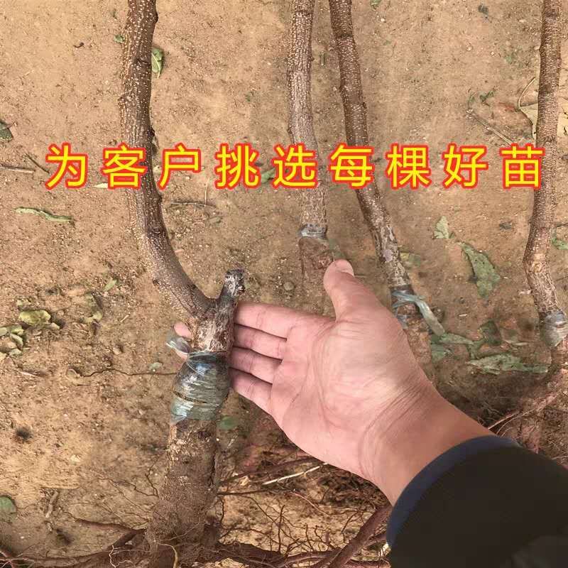  凯特杏树苗 全国发货 品种纯正 产量高