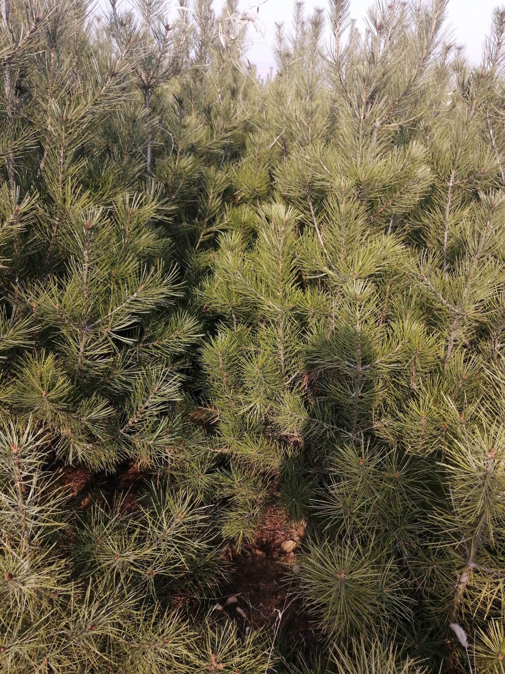  优质白皮松，大量批发，欢迎光临洽谈！