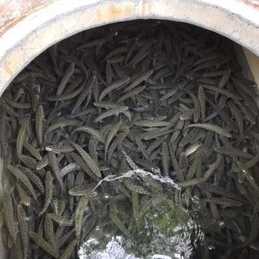 眉山 乌鱼苗