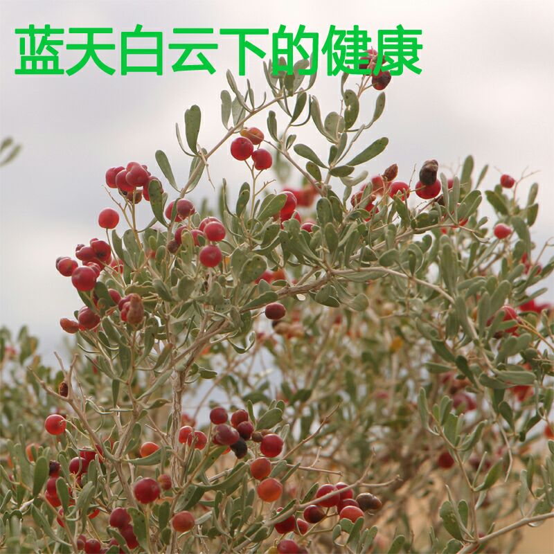 甘肃民勤特产天然白刺果泡酒泡茶沙漠樱桃500g包邮