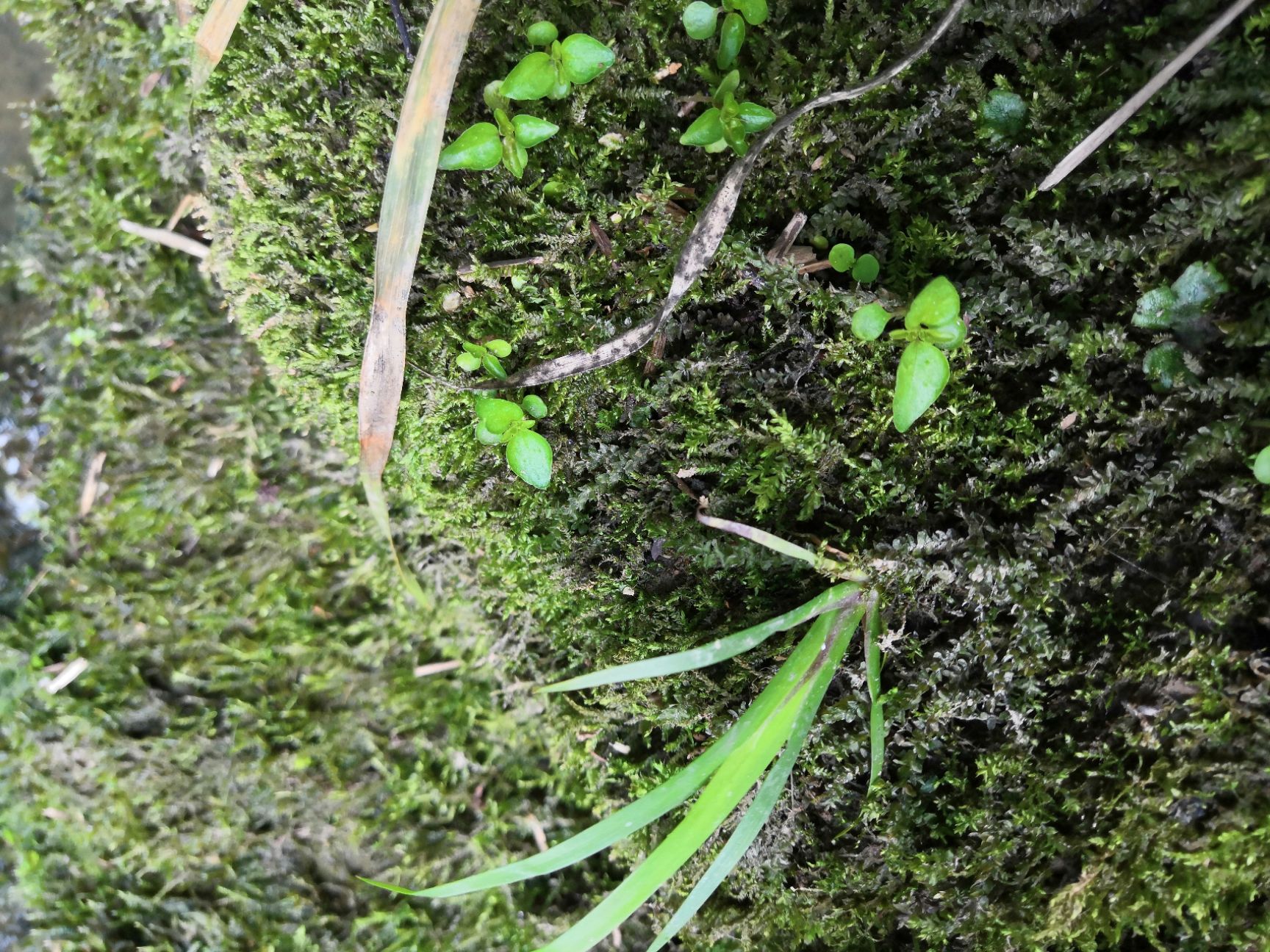  野  生石菖蒲苗