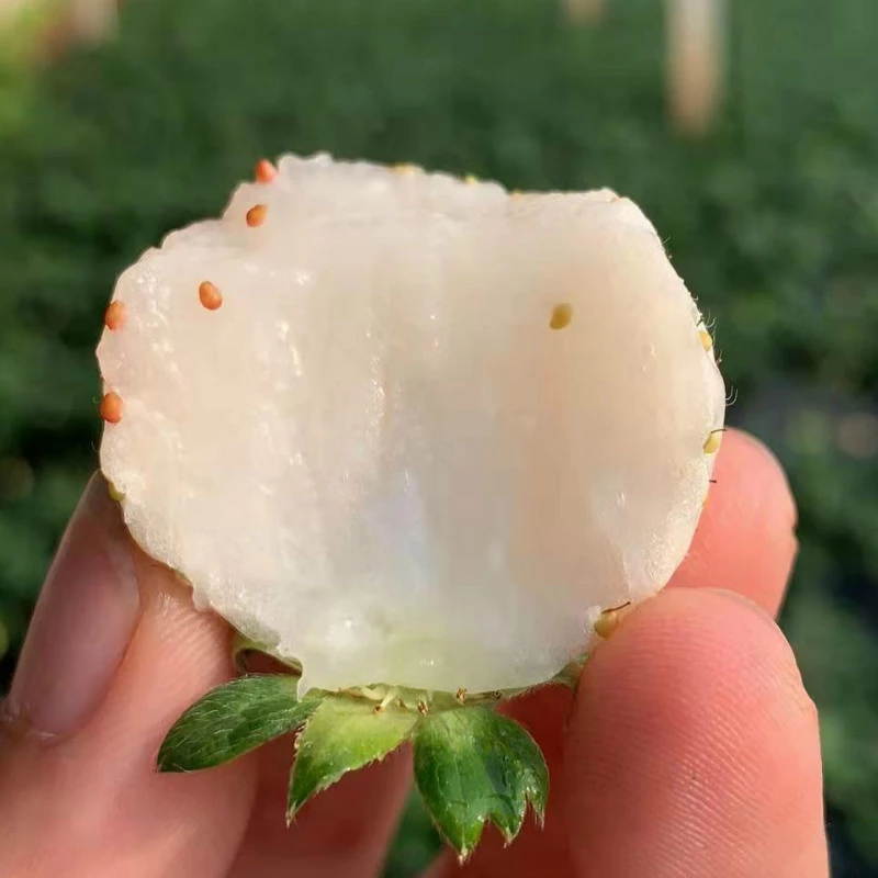  淡雪草莓2斤顺丰空运 白草莓白雪公主草莓