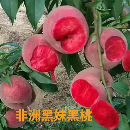平邑县 非洲黑桃苗.基地直销.品种纯正.死苗免费补发