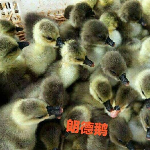 南宁朗德鹅苗