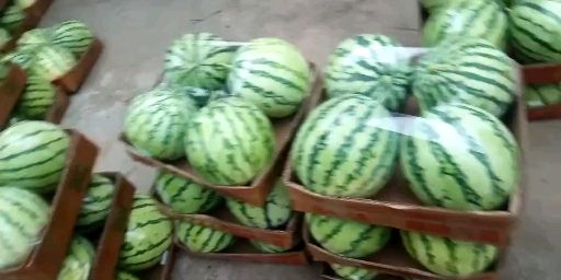 美都西瓜  美都麒麟西瓜种植基地直供代收代发全国各地，当天行