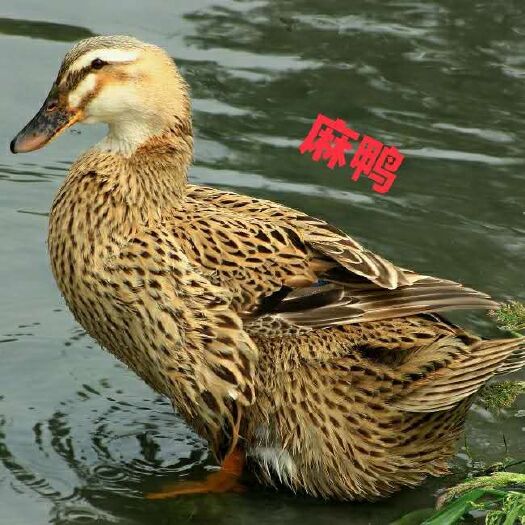 南宁麻鸭苗