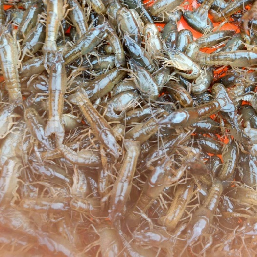 监利市 本合作社每天有大量龙虾苗出售一手塘口货源规格80/120尾