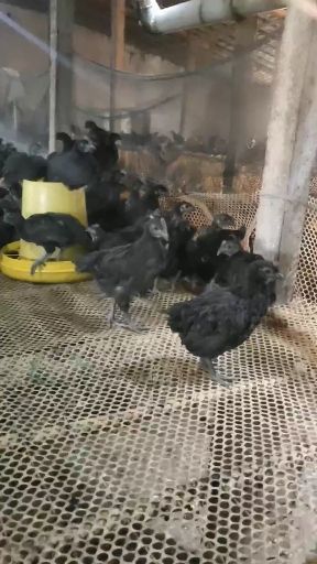 脱温五黑鸡苗 绿壳蛋鸡苗