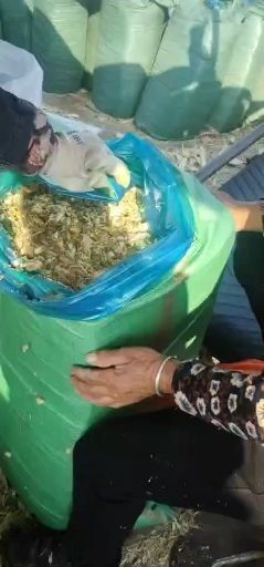 唐山青储草 玉米秸秆青储饲草