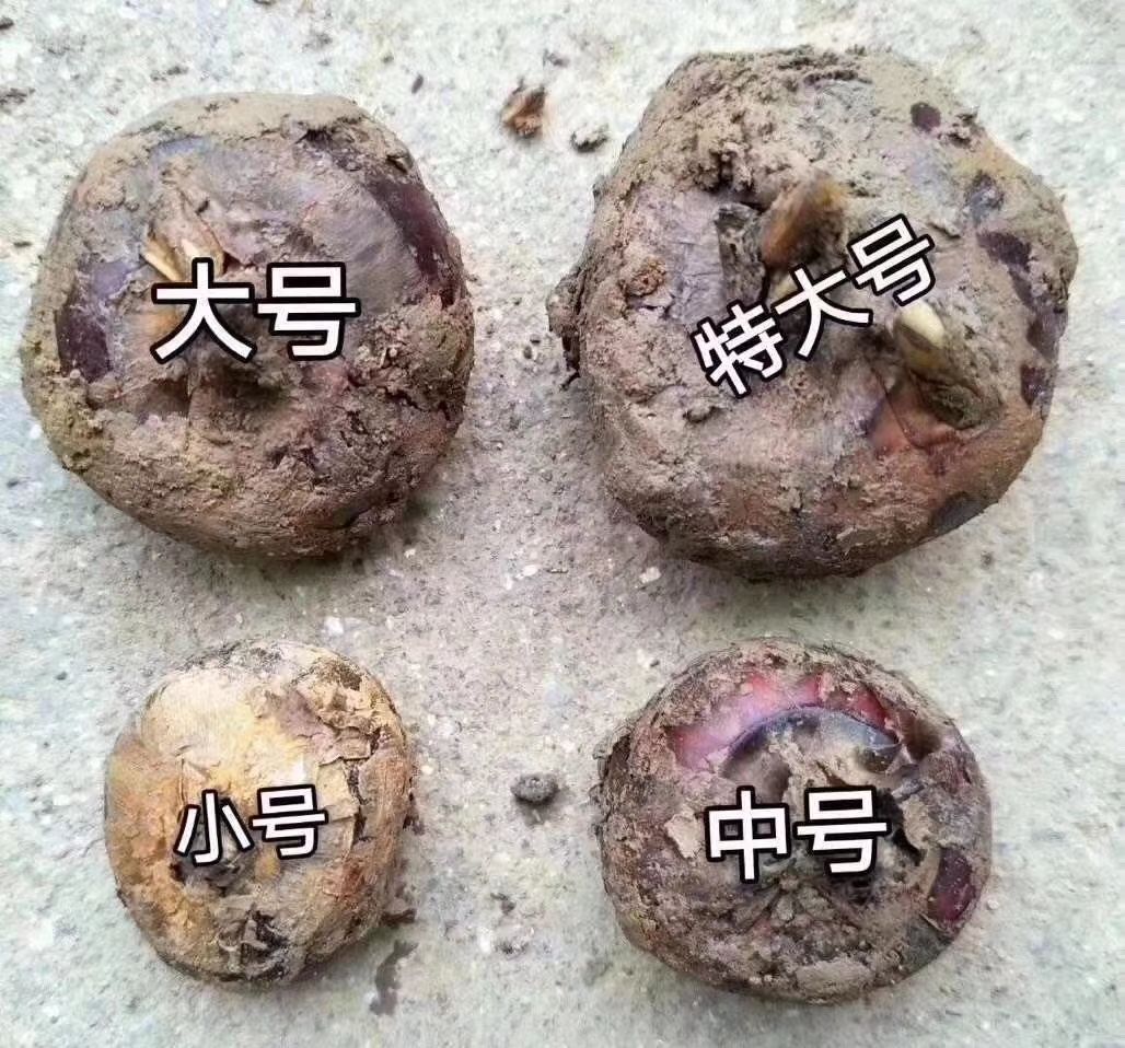 乐昌马蹄 中号