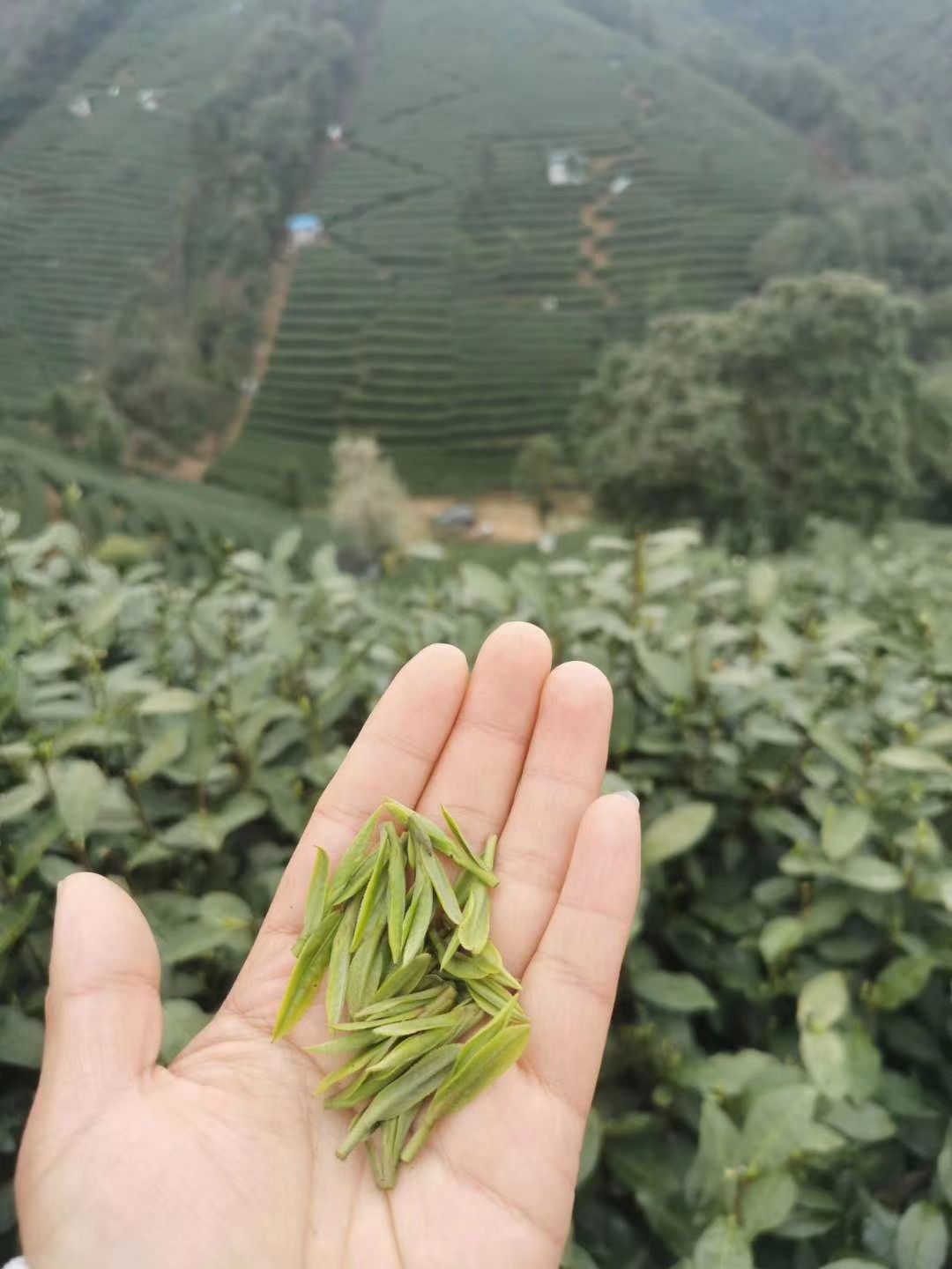 龙井茶  ，2020新茶，茶农直销，初级农产品，欢迎选购。