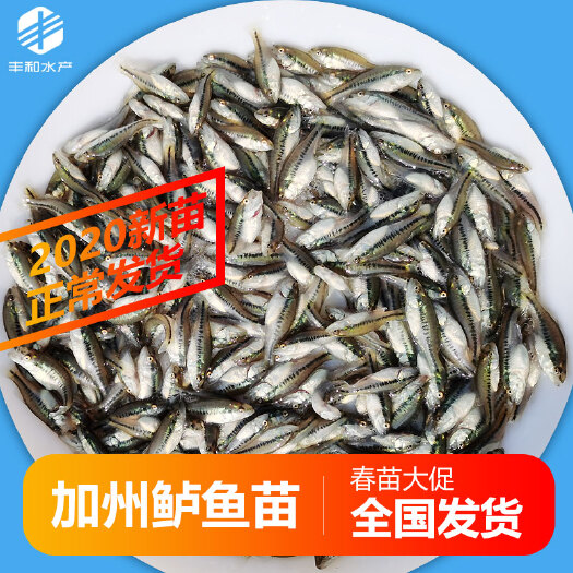 佛山 自产 加州鲈鱼苗 淡水鲈鱼苗大口黑鲈鱼苗