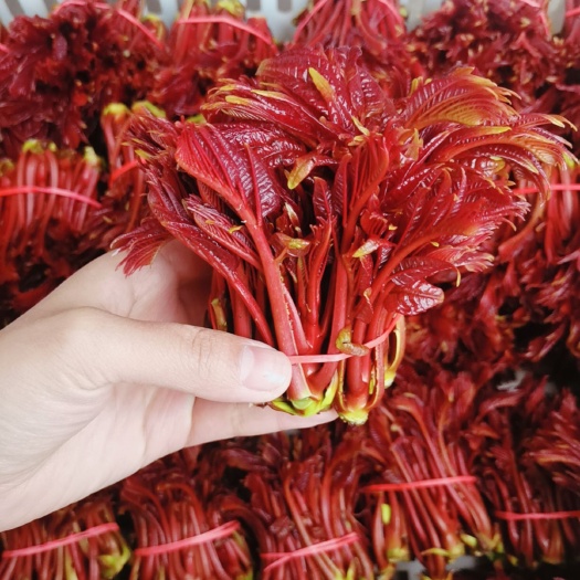 大竹县 新鲜香椿芽头茬红油香椿露天采摘
