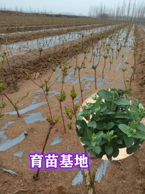 四季金银花苗 爬藤金银花树苗四季开花常青盆栽地栽耐寒花卉浓香可观赏食用