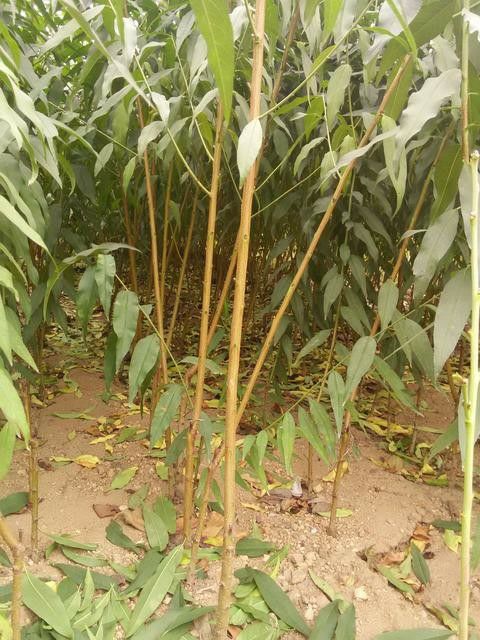 春雪桃树苗 1~1.5米