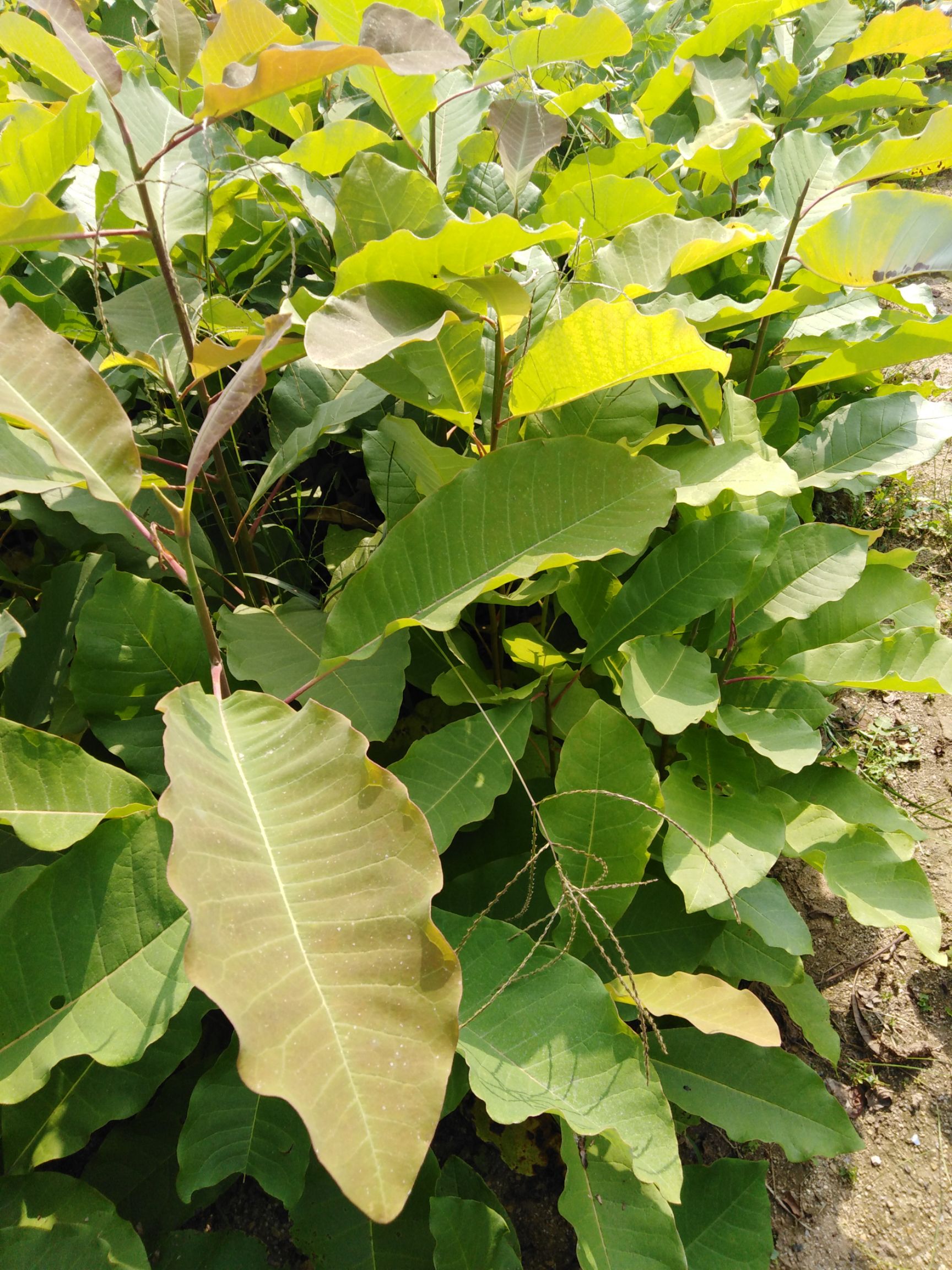 厚朴树 日本厚朴(北方厚朴)树苗出售