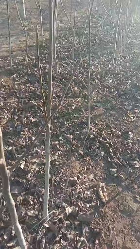 8518核桃苗