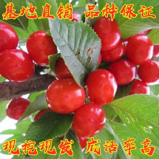 平邑县红灯樱桃苗 当年结果苗，包品种，包成活，基地直供。