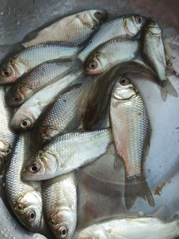  鲫鱼，草鱼，鲤鱼