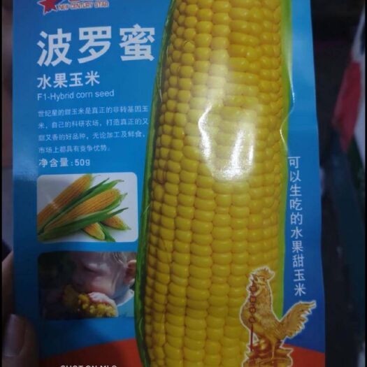 夏邑县 菠萝蜜水果玉米种子（可以生吃的水果甜玉米）