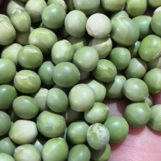北京青豆 生大豆 1等品