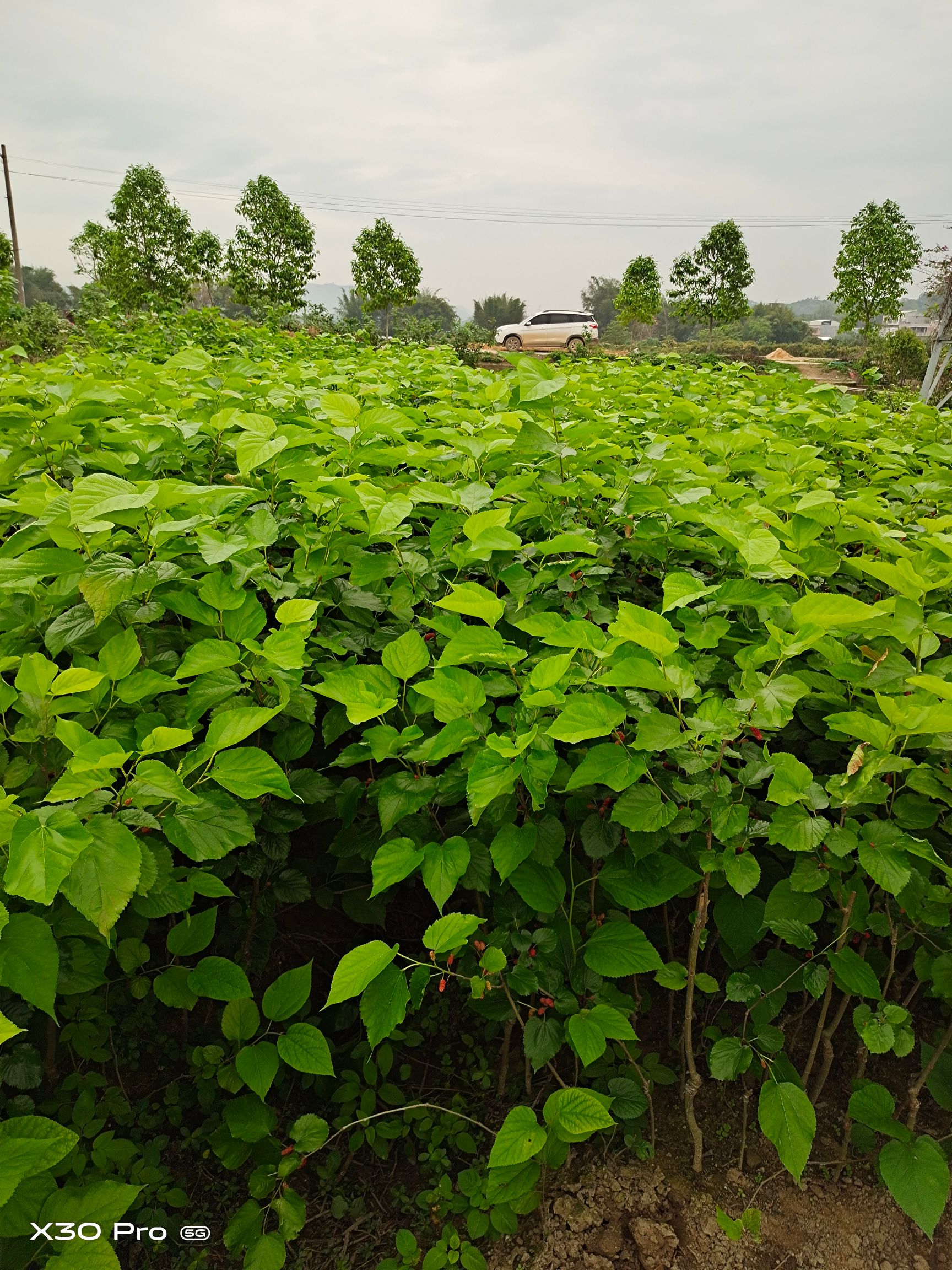 无籽大十果桑苗 大果桑苗