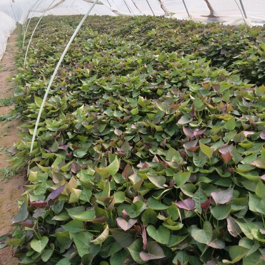 夏津县西瓜红红薯苗 预售2020年脱毒西瓜红，龙薯九，济薯二十六，烟薯25，，，