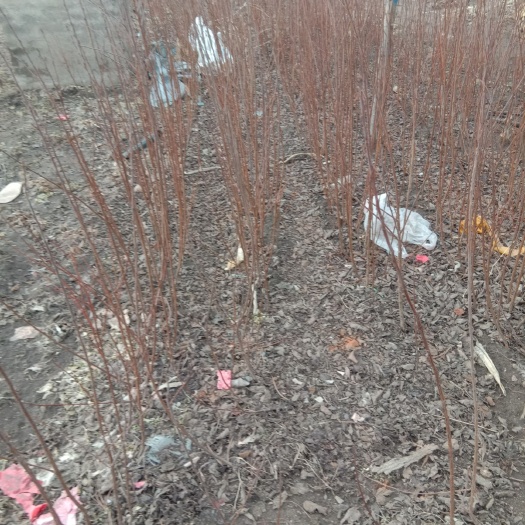 开原市山樱桃苗 樱桃播种苗