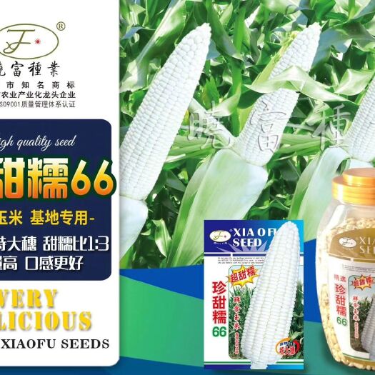 郑州 珍甜糯66甜玉米种子 可鲜食 皮薄肉嫩 清香可口 糯中带甜