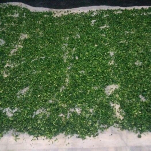 新化县干盐菜 6-12个月