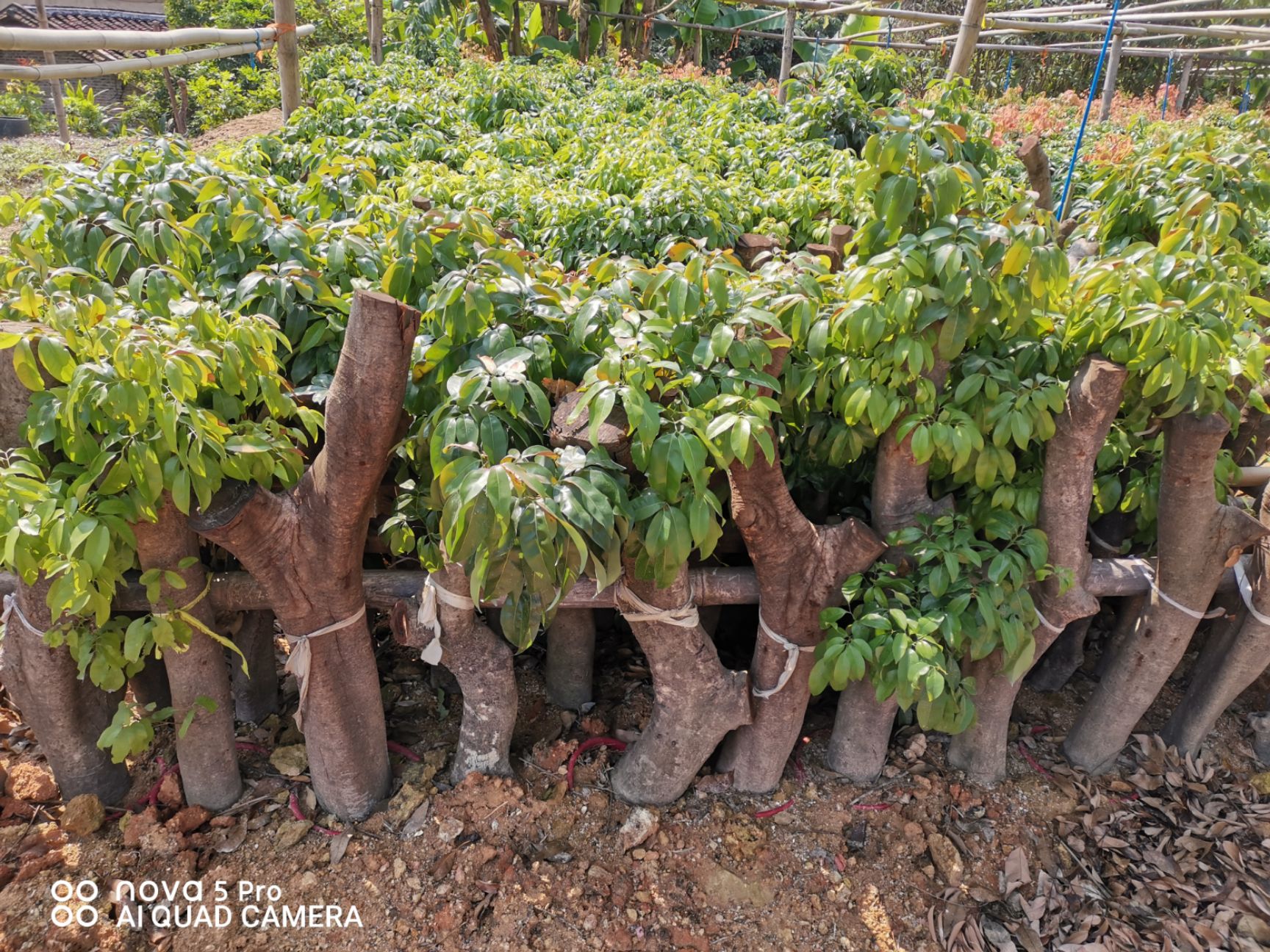 大量规格荔枝苗，芒果苗出售各种规格！征收利器