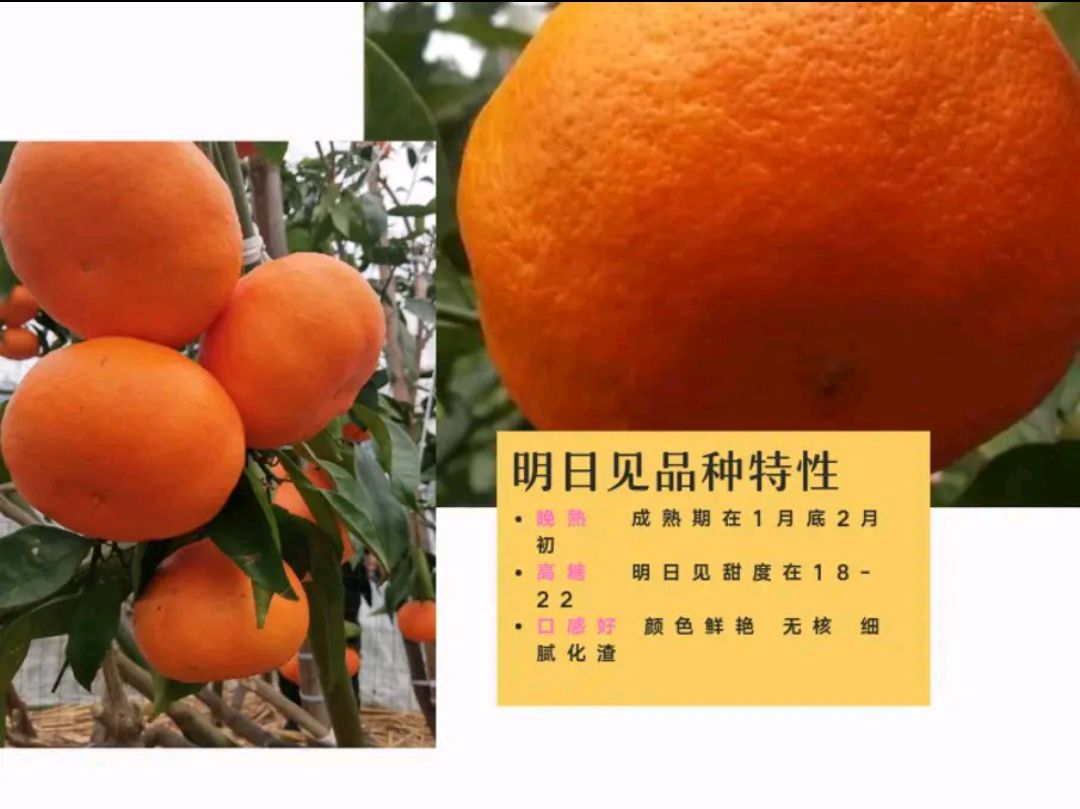 明日见柑橘苗品种保证假1赔千产量高个头有卖相世面得少包 成活
