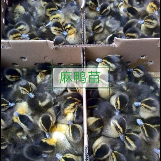 南宁 麻鸭苗 青头鸭苗
