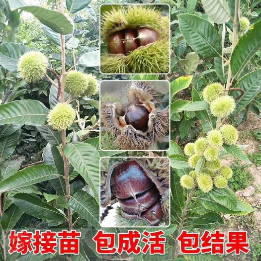 平邑县 板栗树苗嫁接大红袍板栗苗盆栽地栽买一送一南方北方种植当年结果