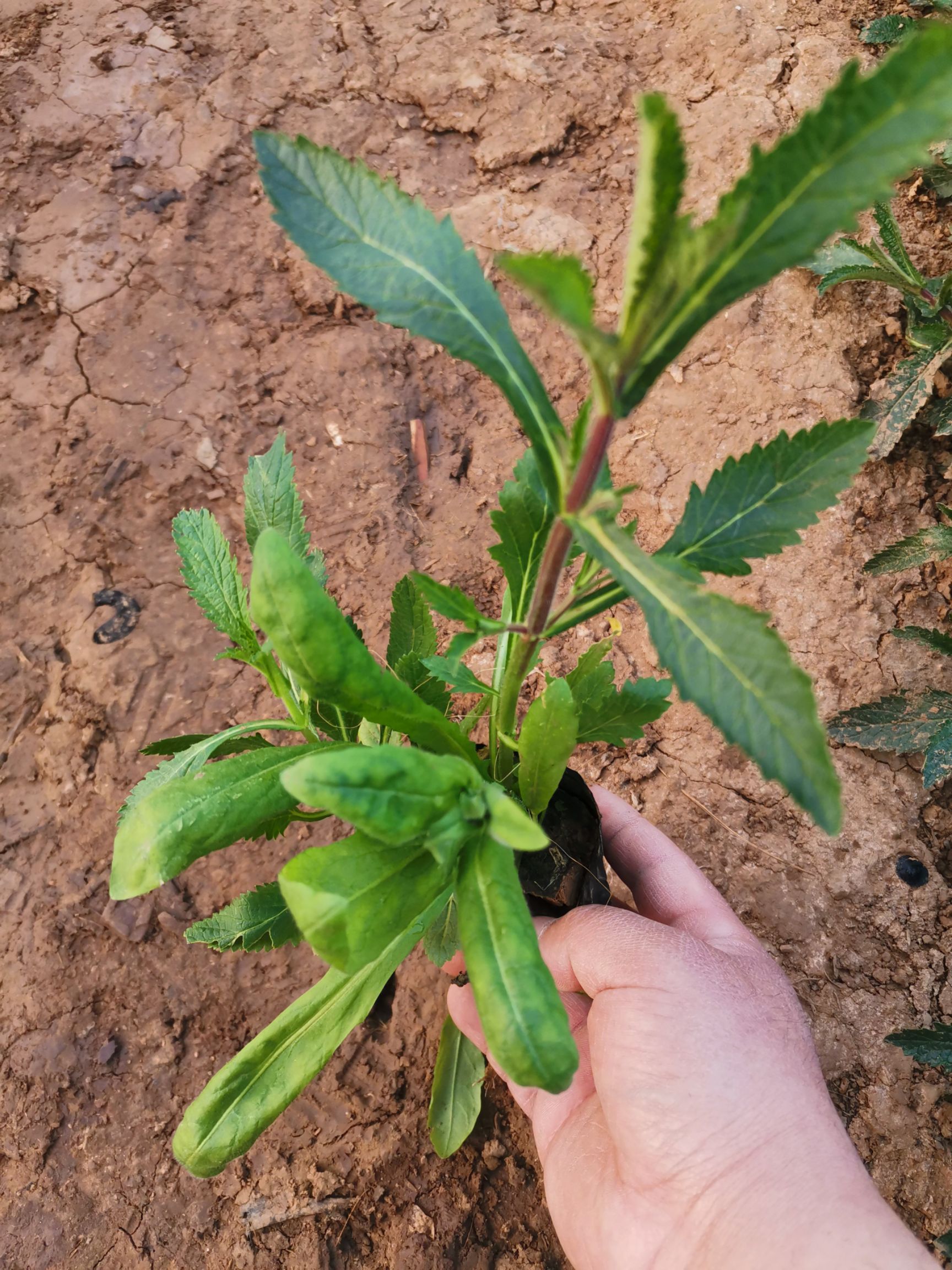 青州市马鞭草种子 柳叶马鞭草  观赏植物 绿化 地被