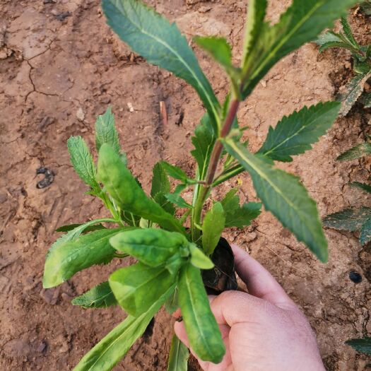 马鞭草种子 柳叶马鞭草  观赏植物 绿化 地被