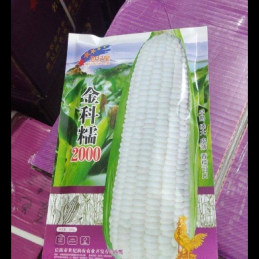 夏邑县 金科糯2000   糯玉米种子
