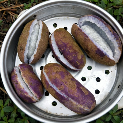 珙县 纯正八月瓜，正宗绿色食品！