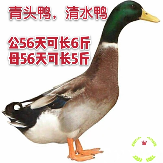 南宁杂交鸭苗  绿头青头鸭苗，大种青头鸭苗，量大从优，品质保证