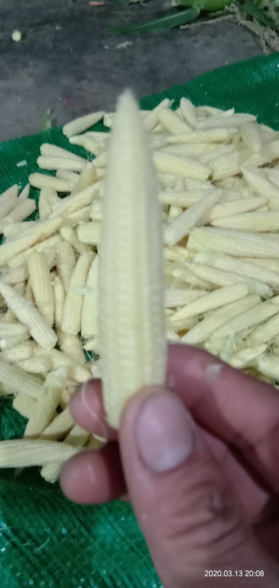揭陽 新鮮玉米筍批發