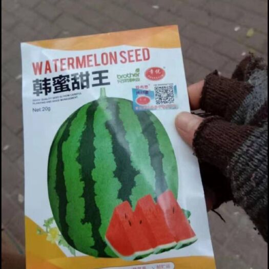夏邑县 韩蜜甜王西瓜种子  不空心 口感好  产量高