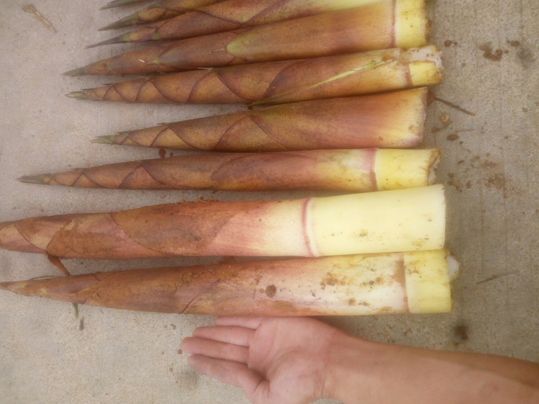 靓货煮熟鲜春竹笋