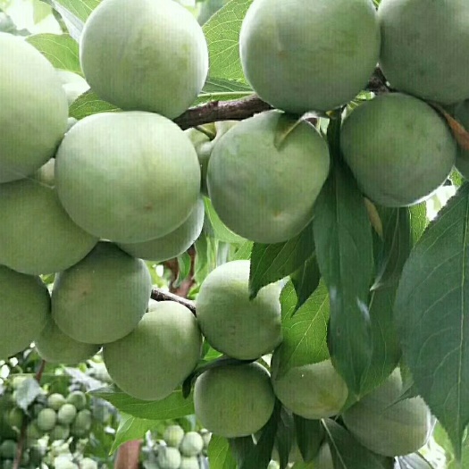 简阳市青脆李苗  青脆李子苗，汶川李子苗