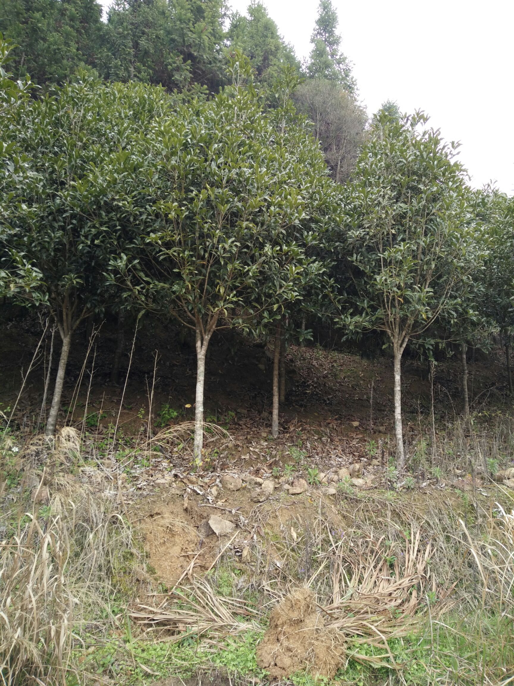  浦城丹桂地径6一7㎝大量出货价格优惠