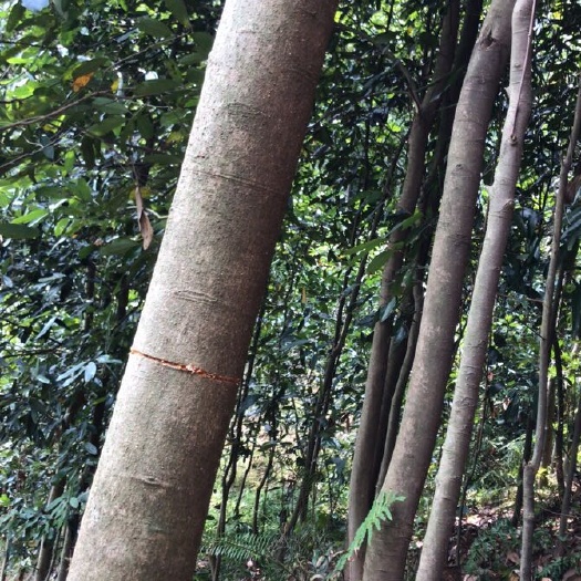 肇庆 出售大量湿干桂皮