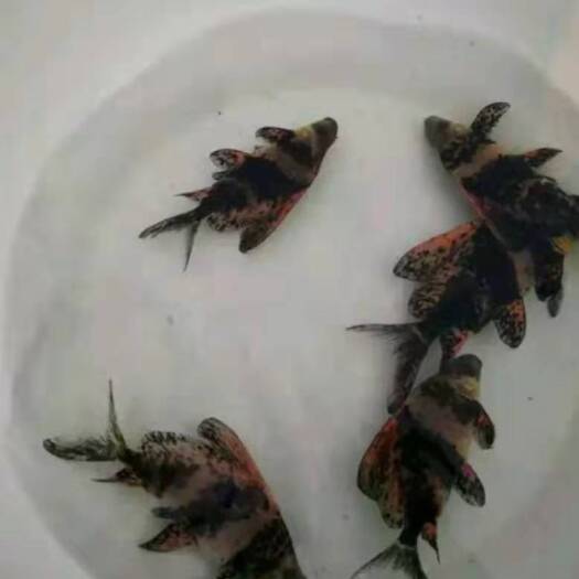 成都 鱼苗